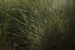 BUFFALO GRASS