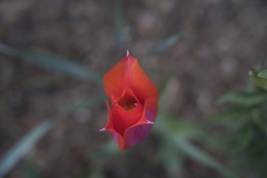 FIRST TULIP OF THE SPRING