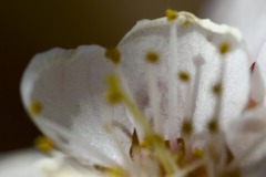 INSIDE APRICOT FLOWER