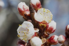 APRICOT FLOWERS