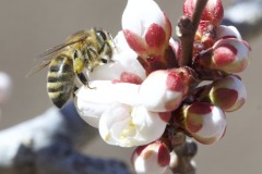 BEE HAVING A FEAST