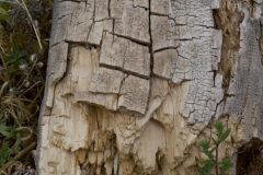 WOOD