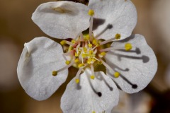APRICOT FLOWER CLOSE-UP