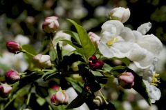 CRAB APPLE BUDS & FLOWERS