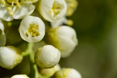 WILD CHERRY BUD CLOSE-UP