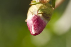 BUD OF APACHE PLUME