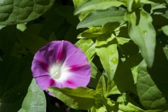 WET MORNING GLORY