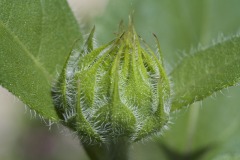 FUZZY
