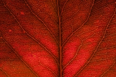 AUTUMN LEAF