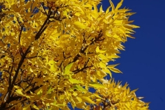 BRIGHT YELLOW, DEEP BLUE