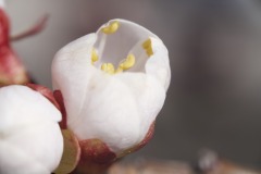 BUDS JUST OPENING UP