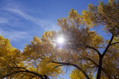 COTTONWOOD
