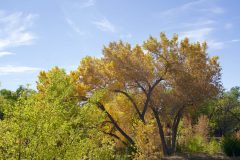 COTTONWOOD