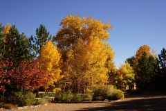COURTYARD IN AUTUMN