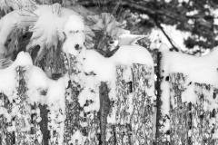 SNOW ON COYOTE FENCE