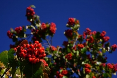 DEEP RED IN THE FALL