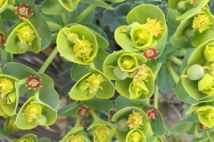 DONKEY SPURGE