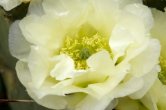 CACTUS BLOSSOM