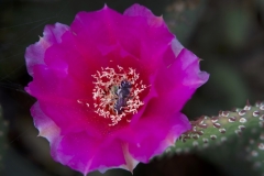 CACTUS BLOSSOM