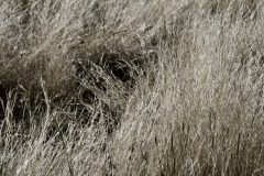 DRY GRASS