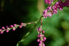 ESCHEL BUDS