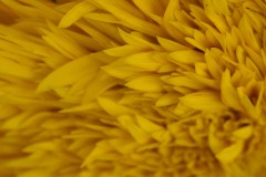 FLOWER-UNDULATION