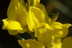 FRAGRANT, LOOKS LIKE ORIGAMI BIRDS
