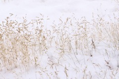 GRASS IN SNOW