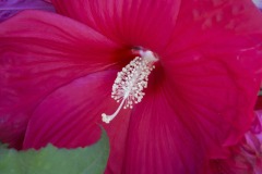 HIBISCUS