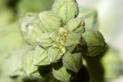 HOLLYHOCK BUD CLUSTER
