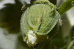 HOLLYHOCK BUD