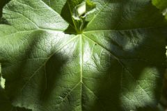 HOLLYHOCK LEAF