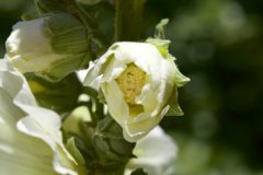 HOLLYHOCK FLOWER OPENING
