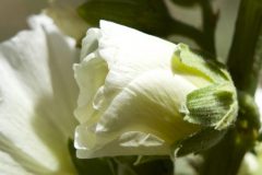 HOLLYHOCK FLOWER OPENING