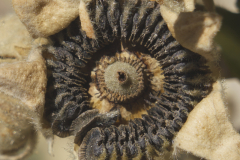 HOLLYHOCK SEED POD