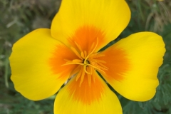 YELLOW AND ORANGE