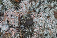 FOREST FLOOR 2; CREDIT: PHOTO BY JAY SKARDIS