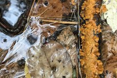 FOREST FLOOR 1; CREDIT: PHOTO BY JAY SKARDIS