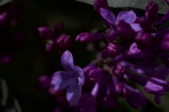 LILAC CLOSE UP