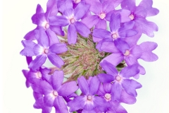 LITTLE PURPLE FLOWERS
