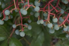 OREGON GRAPE, GREEN