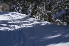 PATH IN THE SNOW