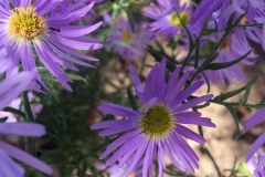 ASTER FLOWERS