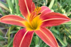 RED AND YELLOW