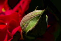 ROSE BUD