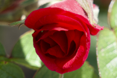 SMALL ROSE