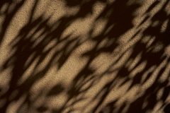 SHADOWS