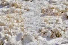 SNOW, GRASS