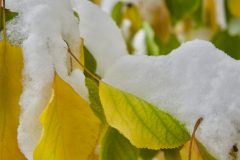 EARLY SNOW ON APRICOT TREE