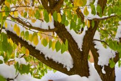 EARLY SNOW ON APRICOT TREE